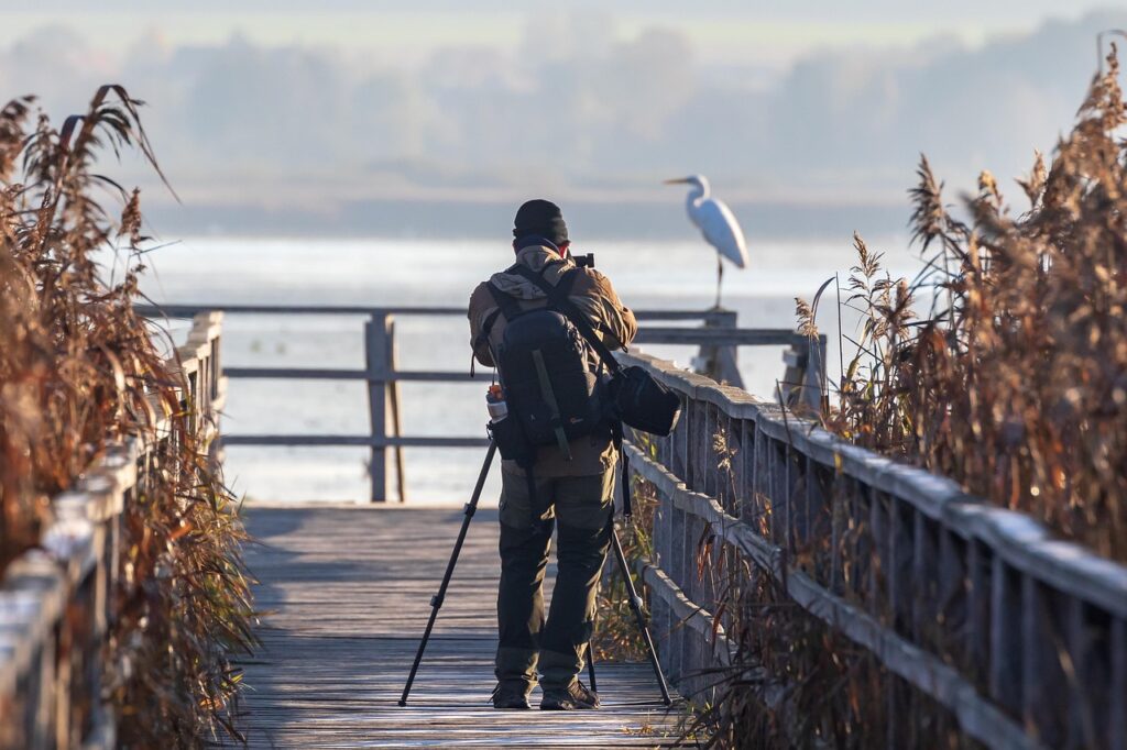 bird, heron, great egret